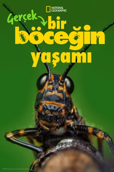 Gerçek Bir Böceğin Yaşamı>